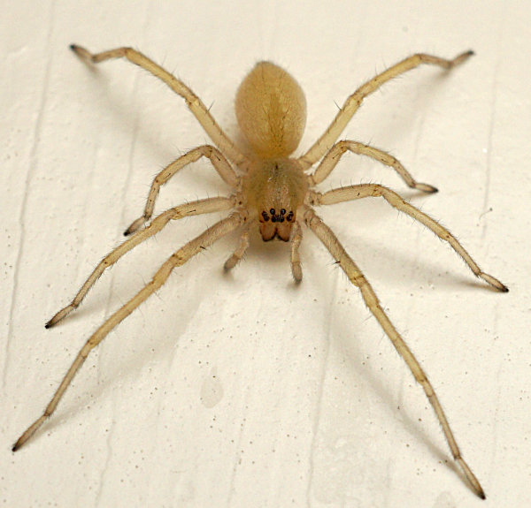 Yellow sac spider