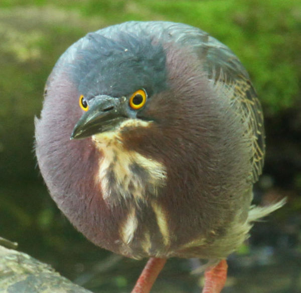 Green heron